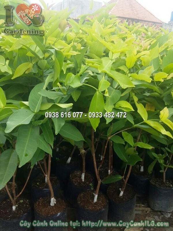 Cây Mận An Phước Giống Tốt Cao 1 m