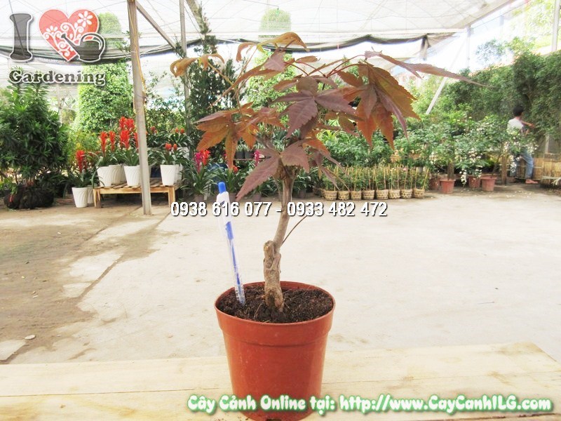 Cây Phong Lá Đỏ Chơi Tết