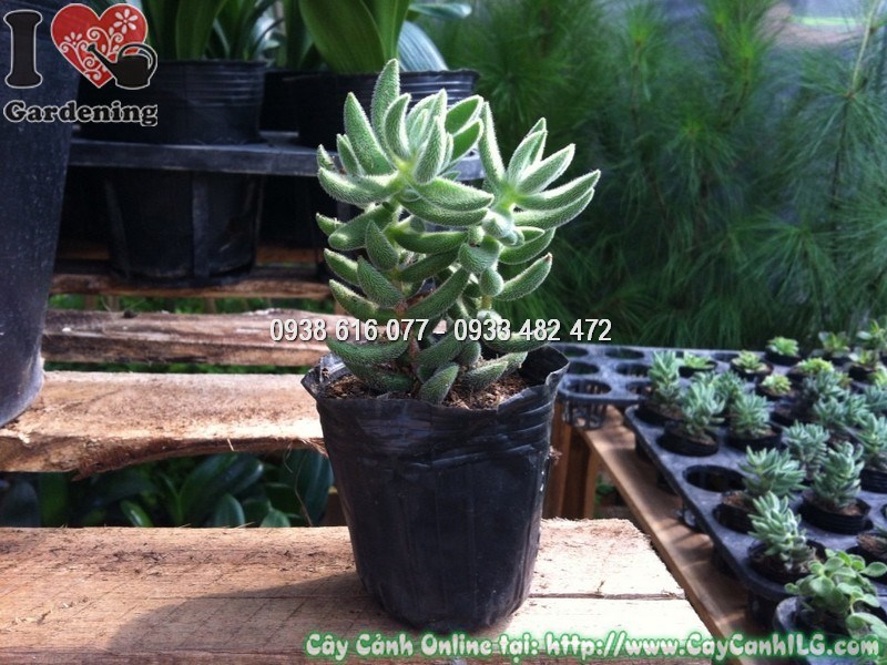 Cây Sen Đá Mặt Nạ