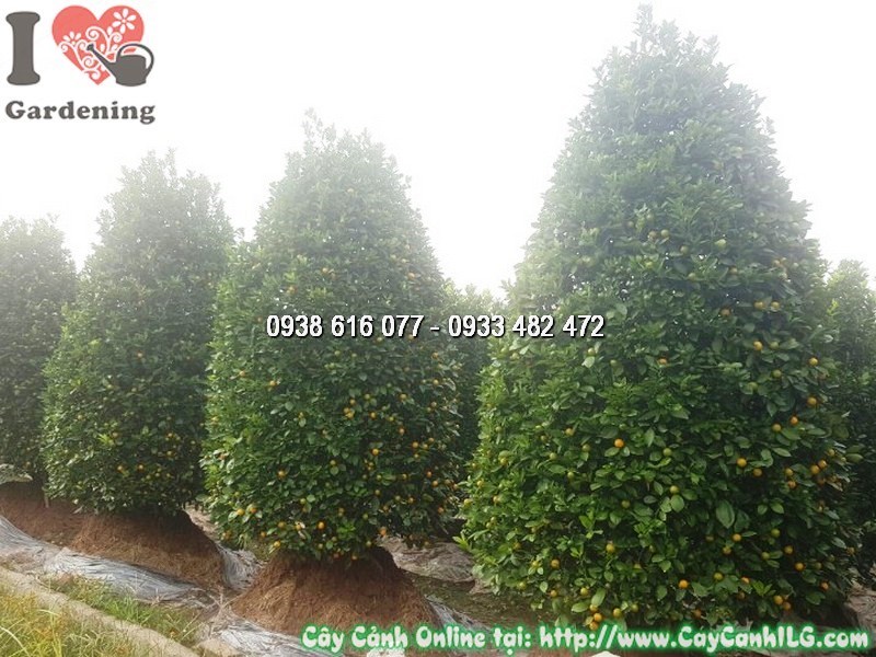 Cây Tắc Dạng Thông Trái Vàng Cao 3m