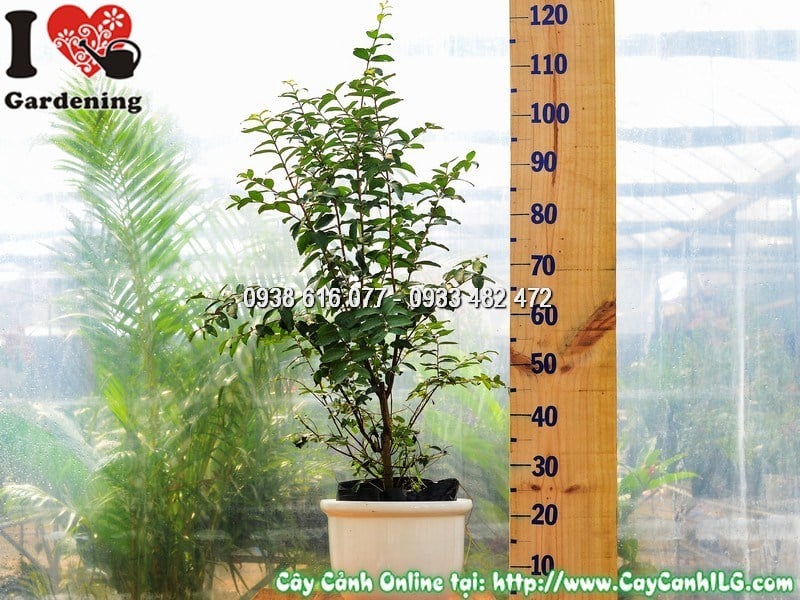 Chậu Cây Tường Vi Hoa Đỏ Cao 80 cm Mẫu 2