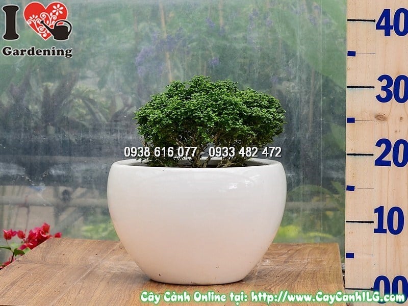 Chậu Cây Toàn Cầu Cao 15 cm Mẫu 1