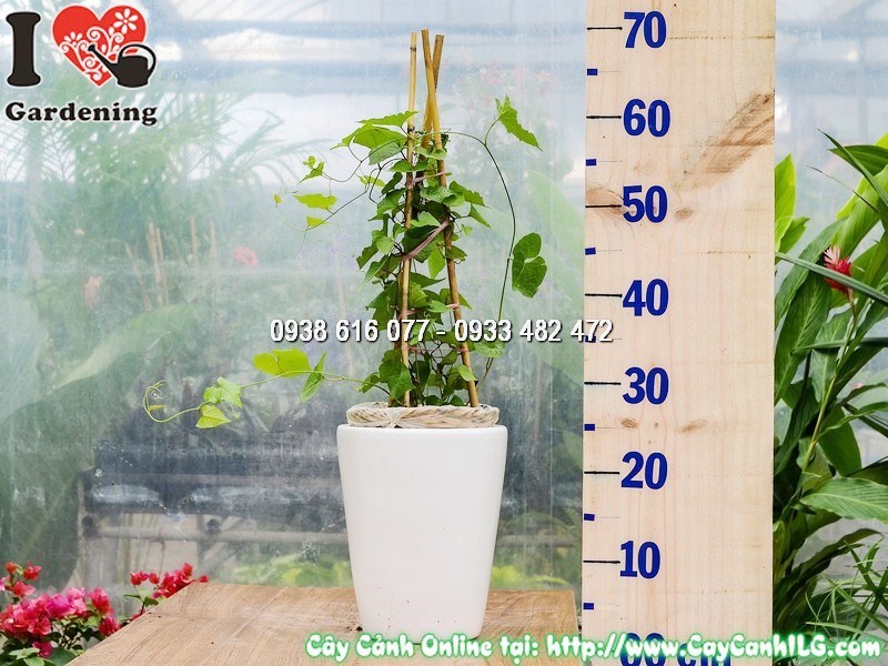 Chậu Cây Hoa Tigon Leo Cao 30 cm Mẫu 4a