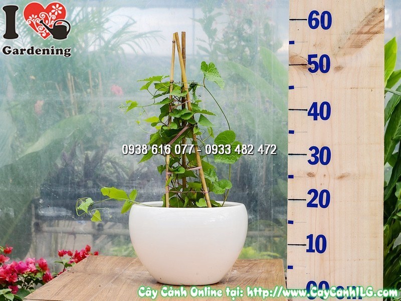 Chậu Cây Hoa Tigon Leo Cao 30 cm Mẫu 1