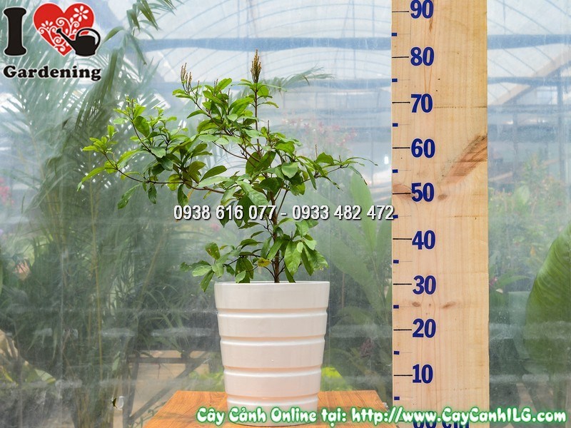 Chậu Cây Thần Kỳ Cao 40 cm Mẫu 4