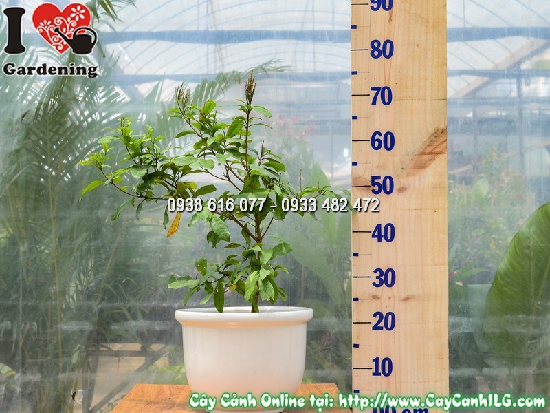 Chậu Cây Thần Kỳ Cao 40 cm Mẫu 2