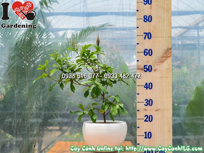 Chậu Cây Thần Kỳ Cao 40 cm Mẫu 1