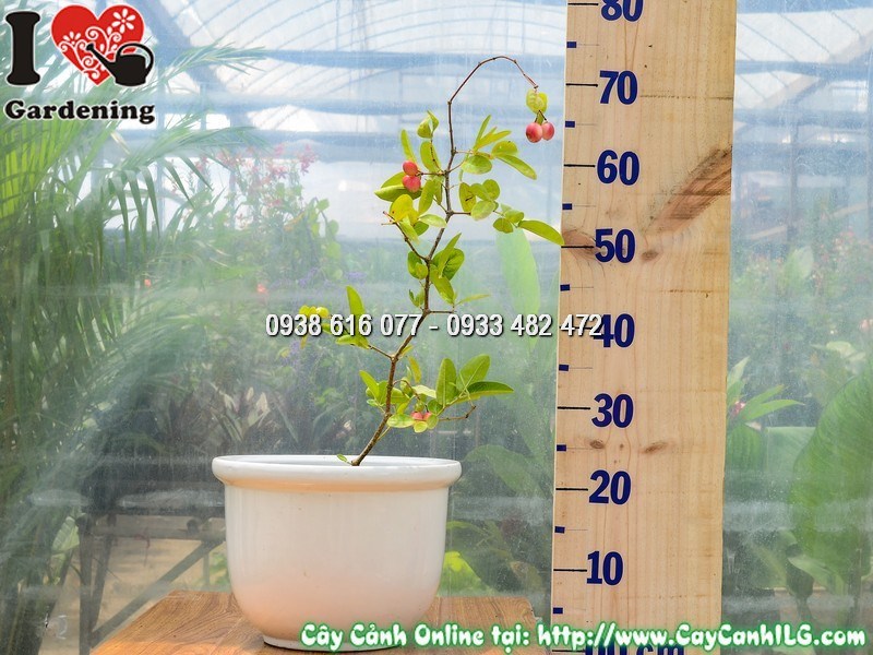 Chậu Cây Si Rô Cao 40 cm Đã Ra Trái Mẫu 2