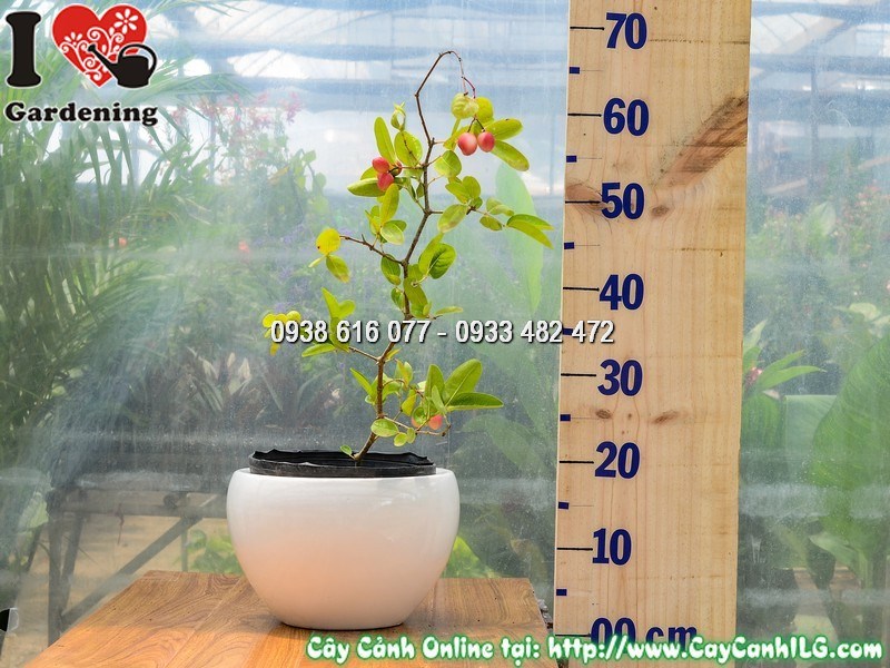 Chậu Cây Si Rô Cao 40 cm Đã Ra Trái Mẫu 1