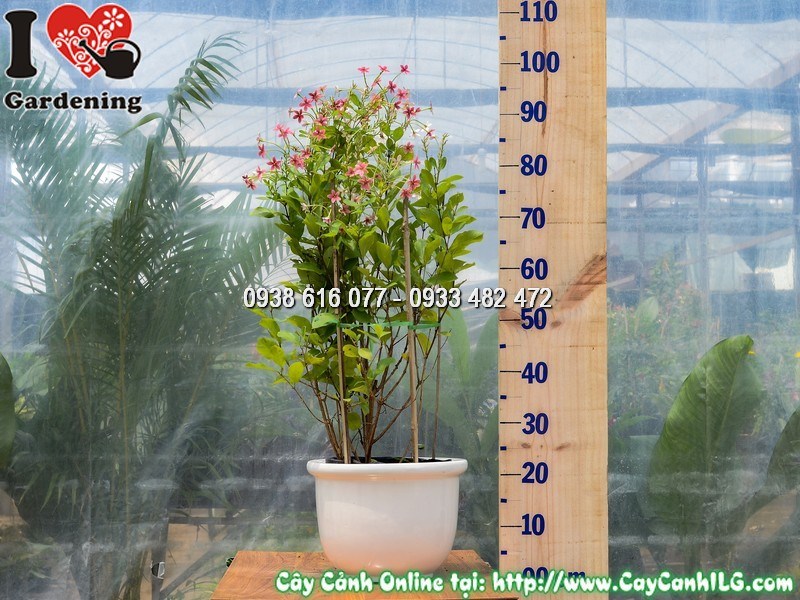 Chậu Cây Trang Leo Đứng Cao 70 cm Mẫu 2