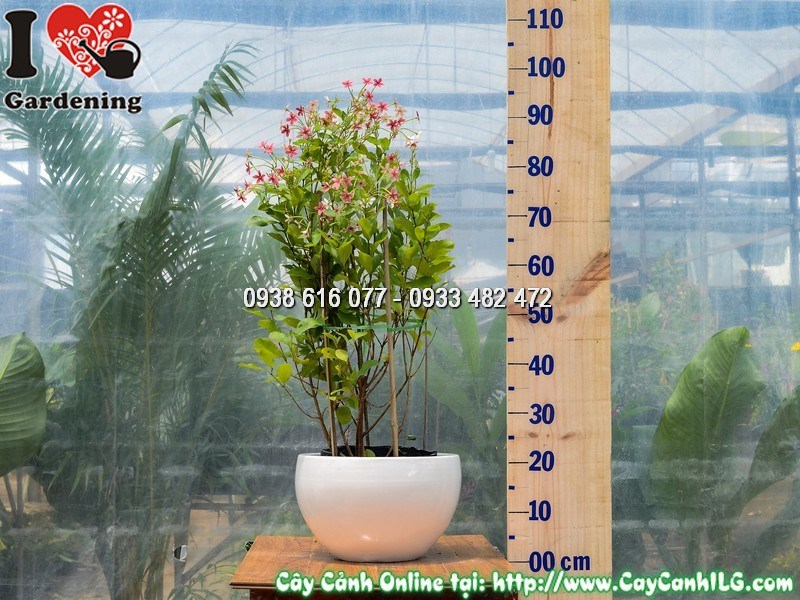 Chậu Cây Trang Leo Đứng Cao 70 cm Mẫu 1