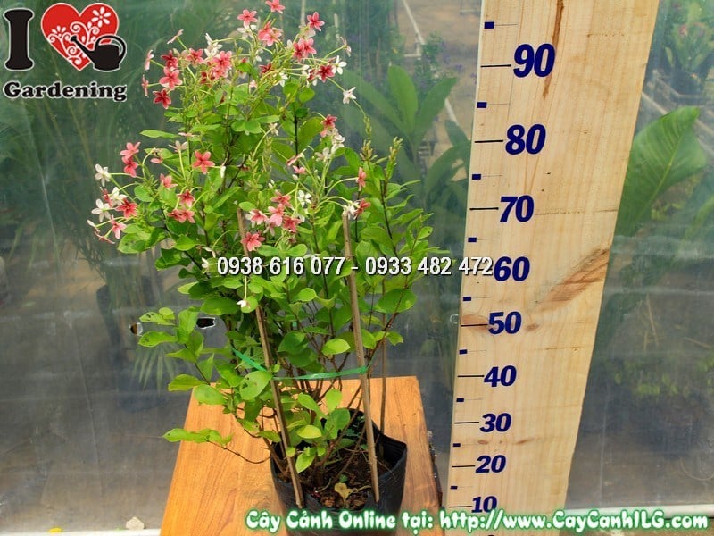 Cây Trang Leo Đứng Cao 70 cm