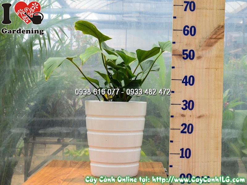 Chậu Cây môn Thanh Tâm Cao 30 cm Mẫu 4