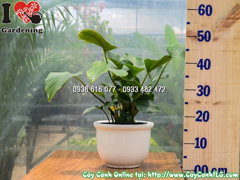 Chậu Cây môn Thanh Tâm Cao 30 cm Mẫu 2