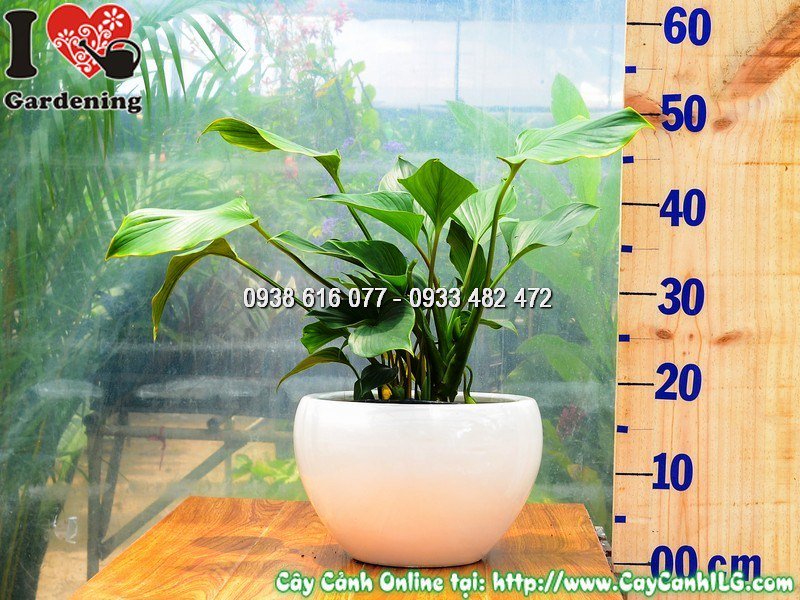 Chậu Cây môn Thanh Tâm Cao 30 cm Mẫu 1