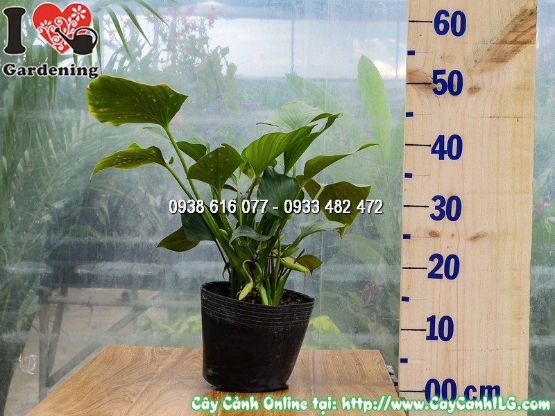 Cây Môn Thanh Tâm Cao 30 cm