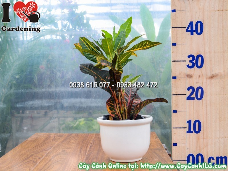 Chậu Cây mít Eo - Lá màu Cao 30 cm Mẫu 2