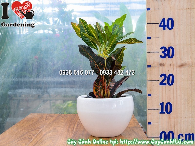 Chậu Cây mít Eo - Lá màu Cao 30 cm Mẫu 1