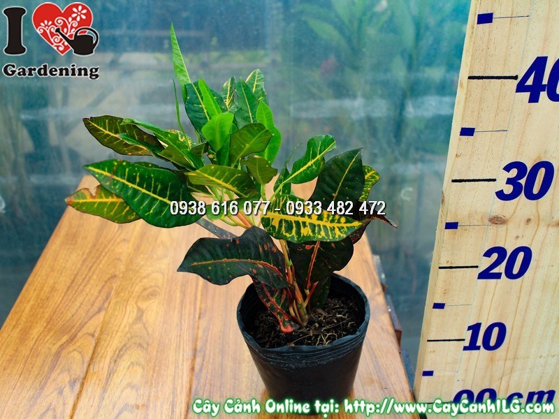 Cây mít Eo - Lá màu Cao 30 cm
