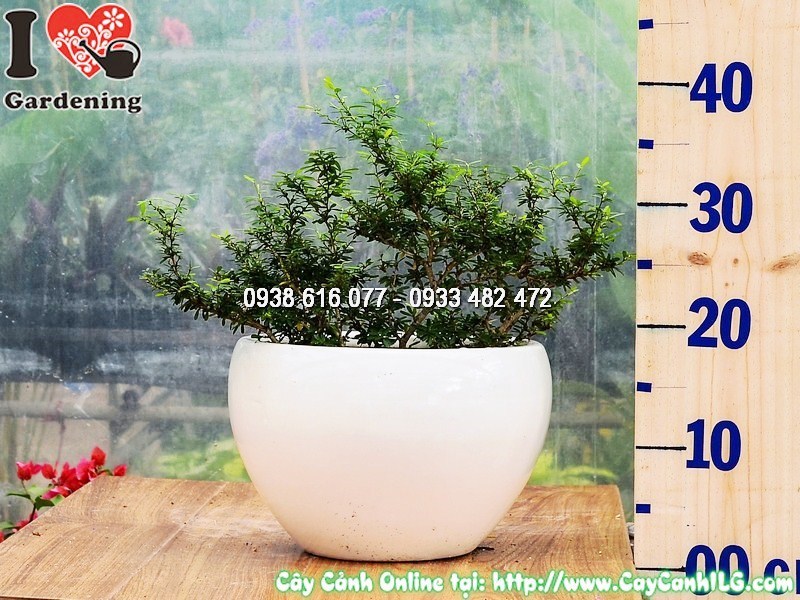 Chậu Cây Linh Sam Lá Rí 86 Cao 25 cm Mẫu 1