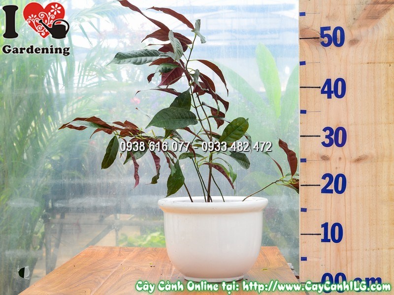 Chậu Cây Liễu Hai Da Cao 30 cm Mẫu 2