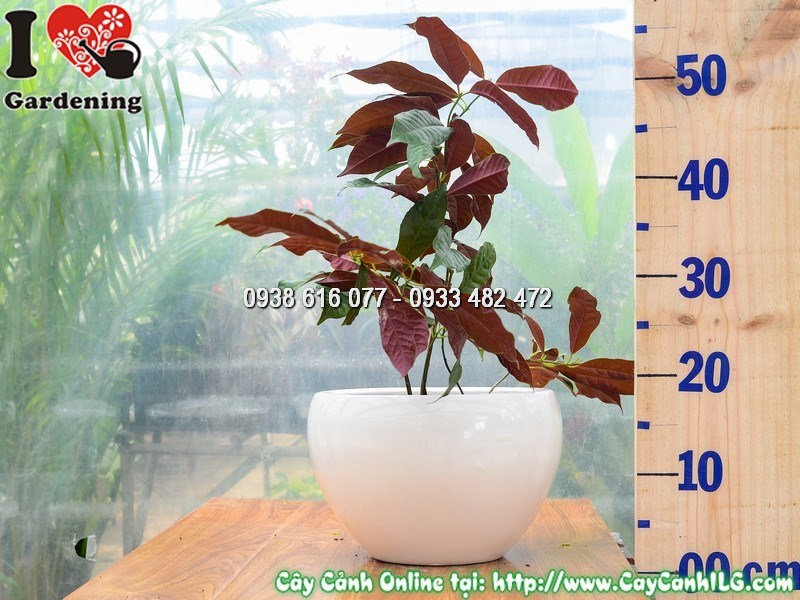 Chậu Cây Liễu Hai Da Cao 30 cm Mẫu 1