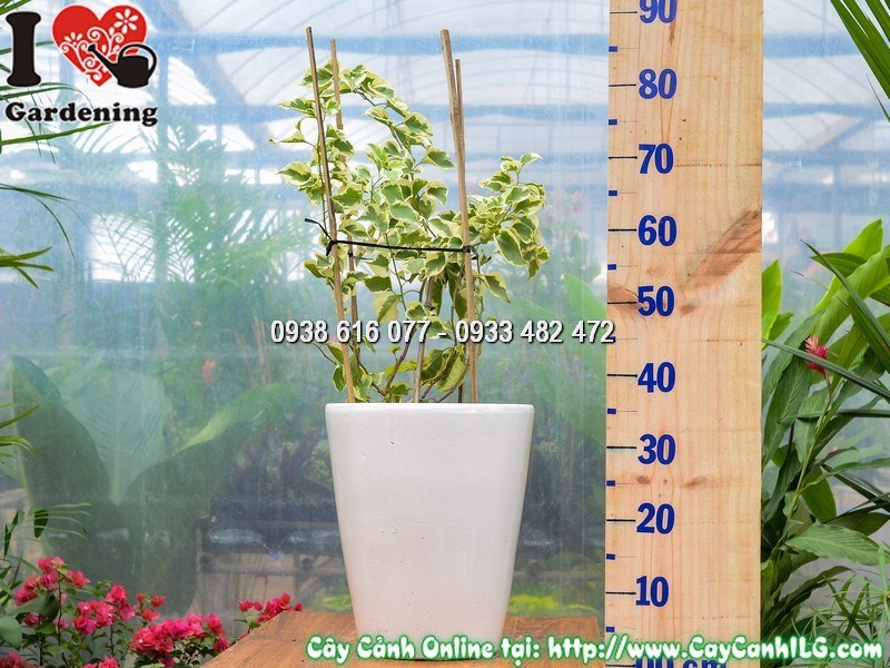 Chậu Cây Hoa Giấy Cẩm Thạch Cao 60 cm Mẫu 4a