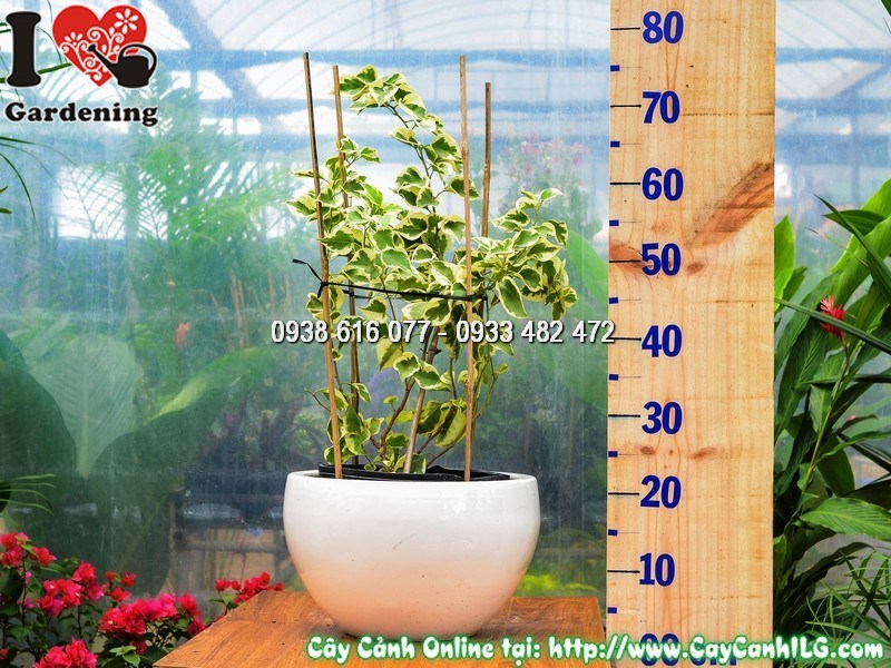 Chậu Cây Hoa Giấy Cẩm Thạch Cao 60 cm Mẫu 1