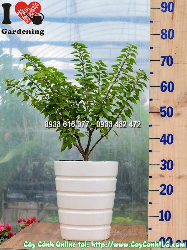 Chậu Cây Hoa Giấy mỹ Cao 50 cm Mẫu 4