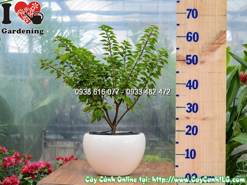 Chậu Cây Hoa Giấy mỹ Cao 50 cm Mẫu 1