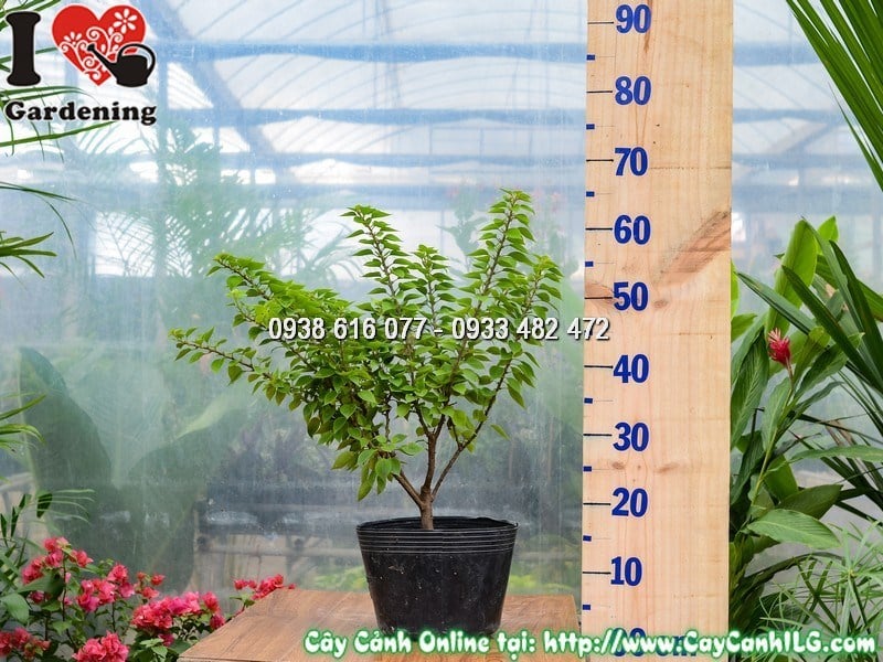 Cây Hoa Giấy mỹ Cao 50 cm