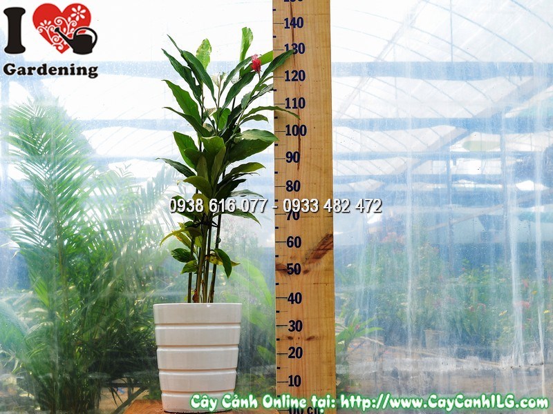 Chậu Cây Hạnh Phúc Hoa Đỏ Cao 80 cm Mẫu 4