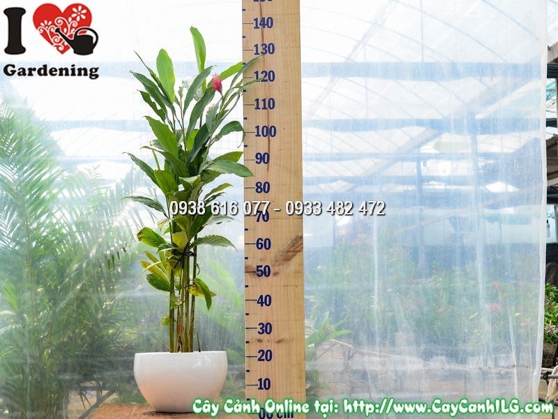 Chậu Cây Hạnh Phúc Hoa Đỏ Cao 80 cm Mẫu 1