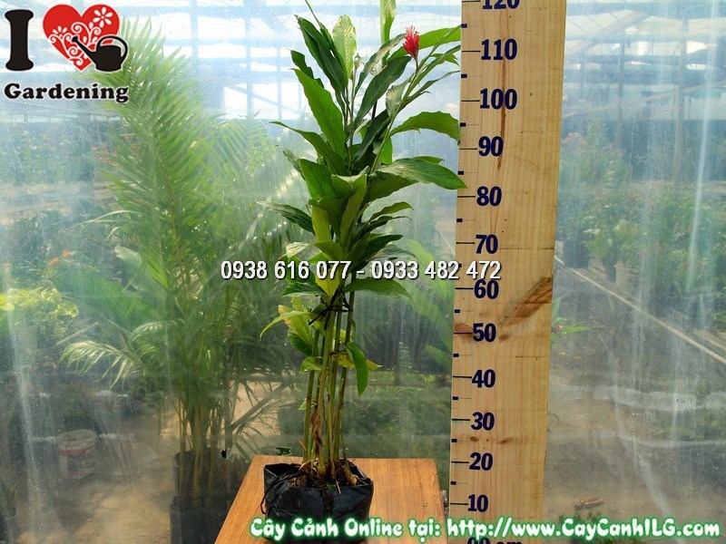 Cây Hạnh Phúc Hoa Đỏ Cao 80 cm