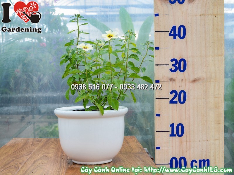 Chậu Cây Đông Hầu Trắng Cao 20 cm Mẫu 2