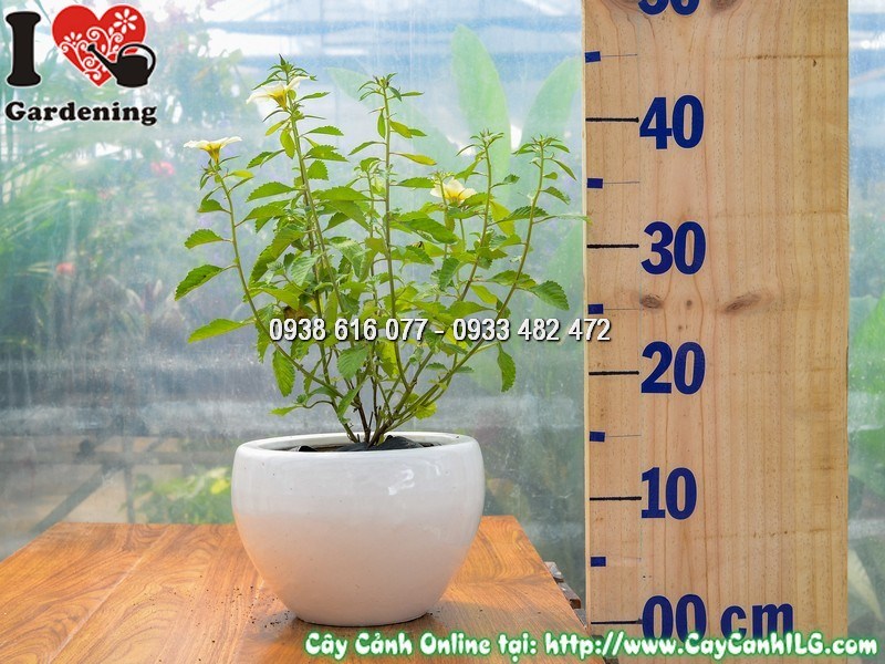 Chậu Cây Đông Hầu Trắng Cao 20 cm Mẫu 1