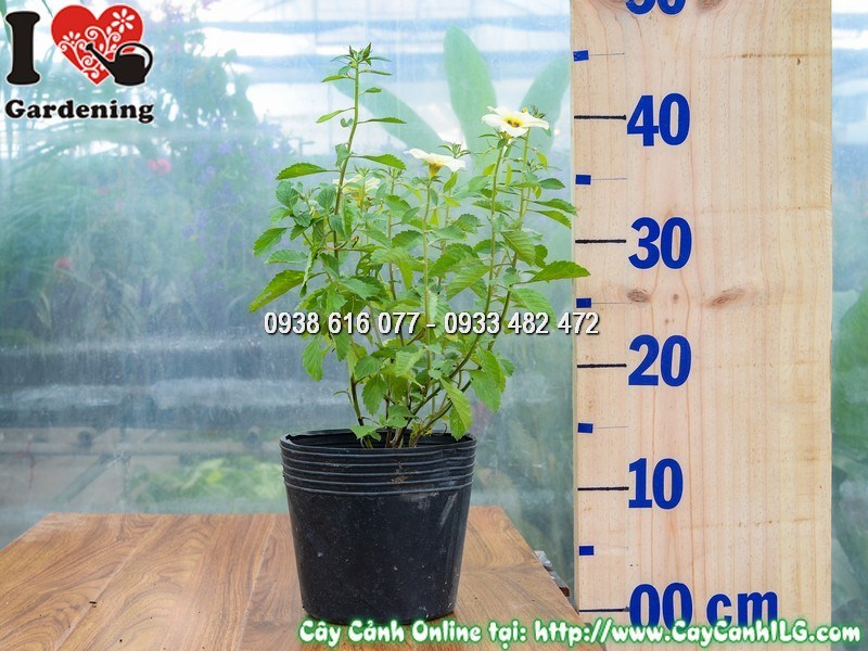 Cây Đông Hầu Trắng Cao 20 cm