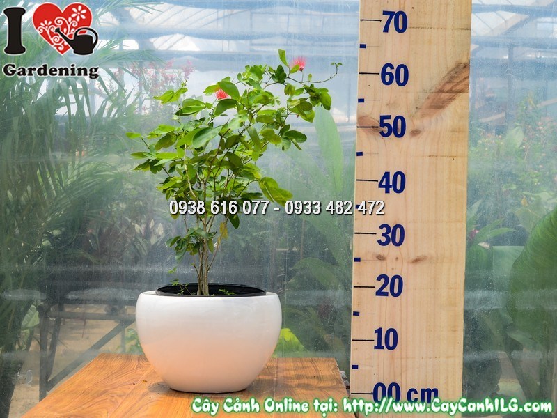 Chậu Cây Điệp Lào Cao 50 cm Mẫu 1