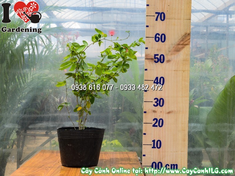 Cây Điệp Lào Cao 50 cm