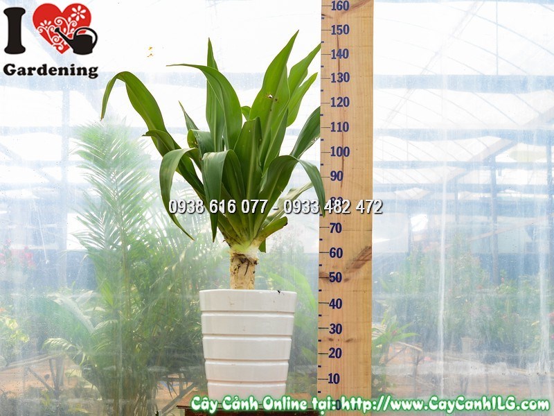 Chậu Cây Đại Tướng Quân Cao 1 m Mẫu 4