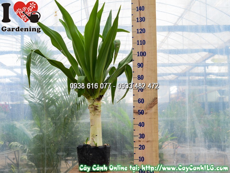 Cây Đại Tướng Quân Cao 1 m