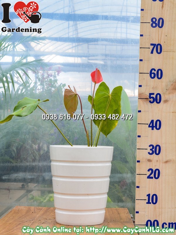 Chậu Cây Đại Hồng Môn Hoa Đỏ Giống Mới 30 cm Mẫu 4
