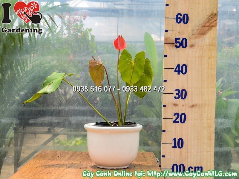Chậu Cây Đại Hồng Môn Hoa Đỏ Giống Mới 30 cm Mẫu 2