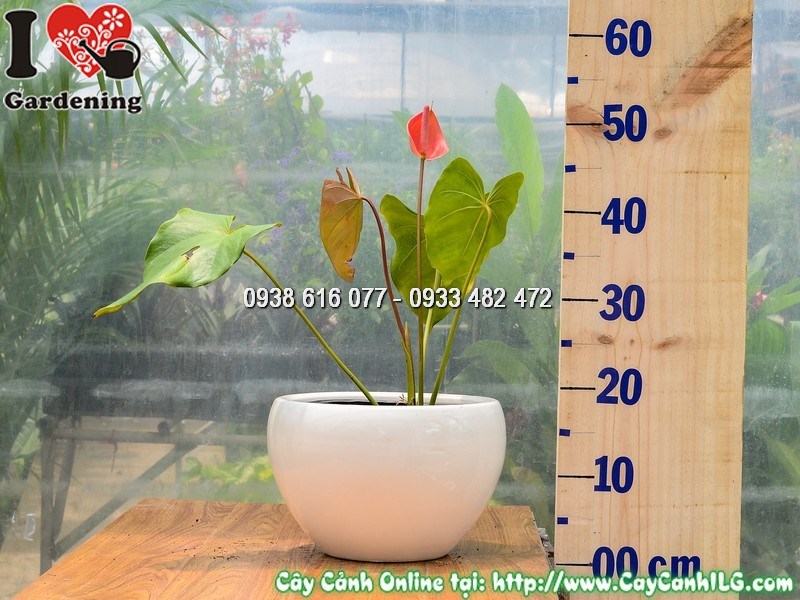 Chậu Cây Đại Hồng Môn Hoa Đỏ Giống Mới 30 cm Mẫu 1