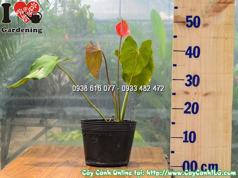 Cây Đại Hồng Môn Hoa Đỏ Giống Mới 30 cm