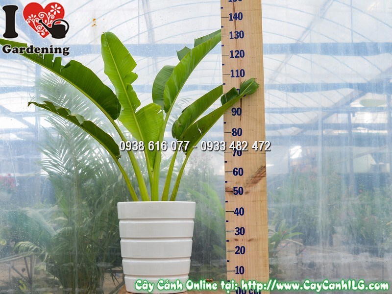 Chậu Cây Chuối Rẻ Quạt Cao 1 m Mẫu 4