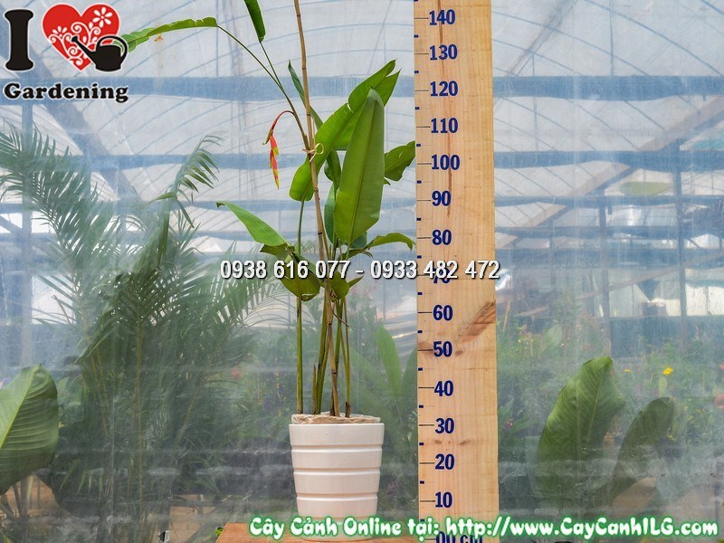 Chậu Cây Chuối Pháo Cao 90 cm Mẫu 4