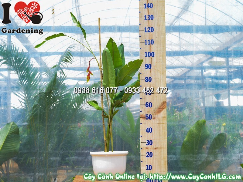 Chậu Cây Chuối Pháo Cao 90 cm Mẫu 2