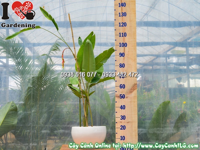 Chậu Cây Chuối Pháo Cao 90 cm Mẫu 1