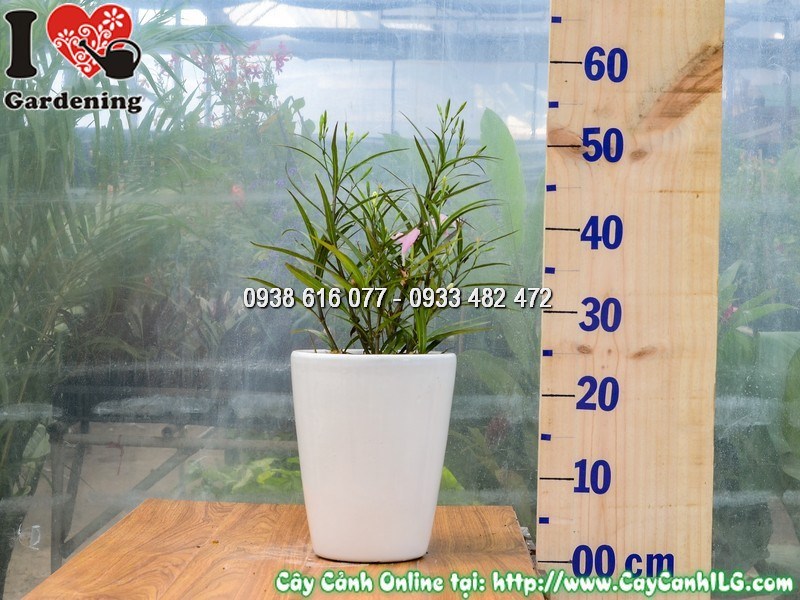 Chậu Cây Chiều Hồng Cao 25 cm Mẫu 4
